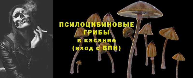 Псилоцибиновые грибы Psilocybe  Томск 